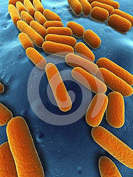 Bacillus subtilis