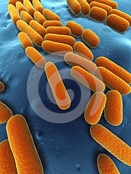 Bacillus subtilis photo