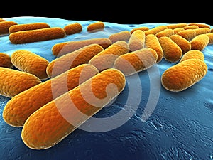 Bacillus subtilis