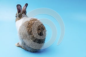 Back of adorable brown and white rabbit while sitting on isolated blue background. Lovely baby bunny alone sit on blue