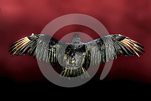 Back of an airborne vulture with wings widespread against a maroon background