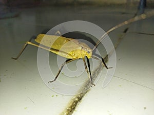 The back is an animal that is active at night