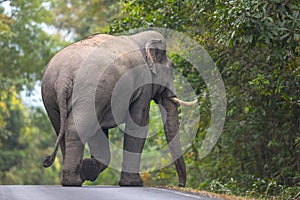 The back of an Asian elephant is walking