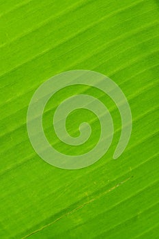 Back of banana leaf texture background