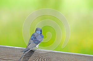 Back of a barn swallow