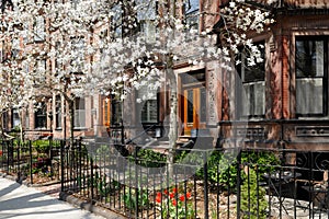 Back Bay brownstones in the spring