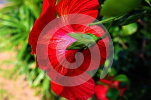 The back of a beautiful red Hibiscus flower