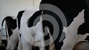 The back of a black and white cows side view