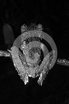 The back of a brown and green tree frog of the genus, Osteocephalus, like moss in black and white