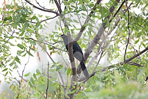 Back close-ups black koel - black Cuckoo bird