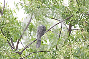Back close-ups Greykoel - Grey Cuckoo bird