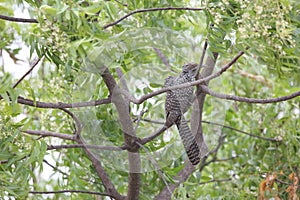 Back close-ups Greykoel - Grey Cuckoo bird