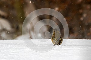 Back of Common Chaffinch passerine bird walking all alone on snow during snow falling