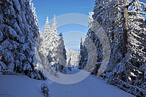 Back country skiers walking up to a snowed mountain