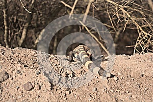 The back of a crawling Gila Monster.