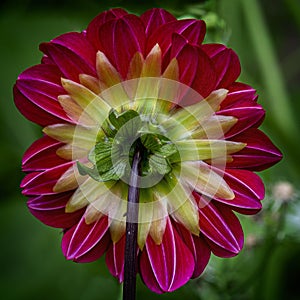 Back of Dahlia a genus of bushy perennial plants