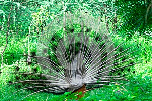 Back of a dancing peacock in the middle of trees