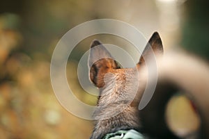 The back of a dog ears and head stand out against a soft-focus natural background