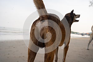 The back of the dog stood on the beach