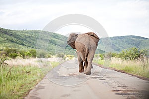 Back of elephant walking