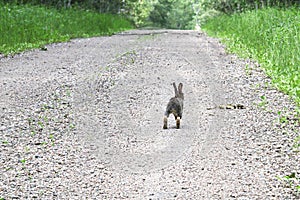 The back end of a rabbit as it runs down a road