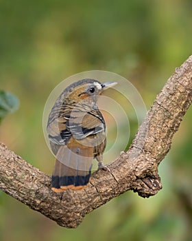 Back facing Rufous-chinned Laughingthrush on a branch