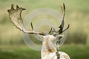 Back of a Fallow deer's head