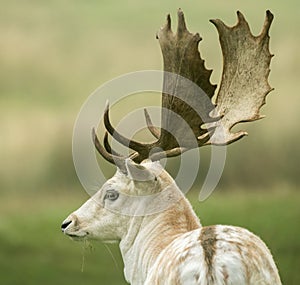 Back of a Fallow deer's head