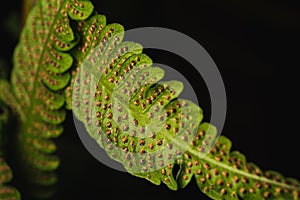 The back of a fern with spore capsules, taken with a flash.