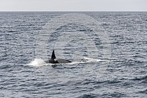 Back and fin of killer whale male surfacing at Andenes, Norway