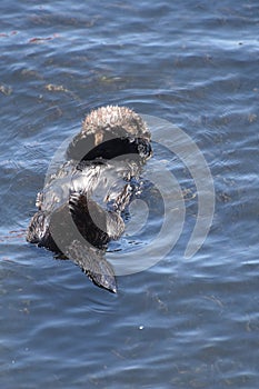 Back Floating Sea Otter Pup in a California Bay