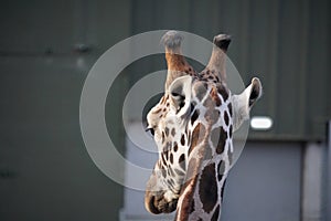 Back of giraffe head at a safari park