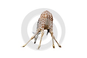 Back of giraffe isolated on white background