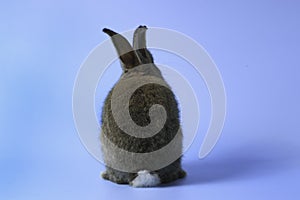 Back of gray bunny rabbit with long ears on blue background. celebrate Easter holiday and spring coming concept