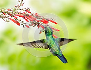 Back of a green hummingbird flying towards red flowers