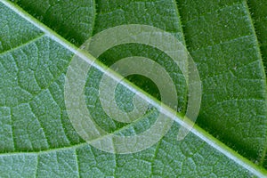 Back of green leaf texture macro close up