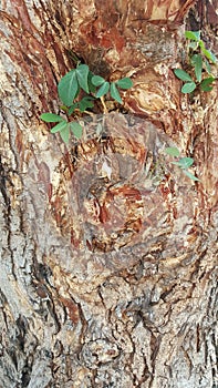 Back ground of old big tree have small trees sprouting.