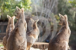 back of a group of Eastern gray kangaroo