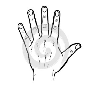 The back of the hand, outline version