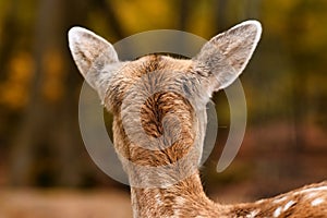 Back of head European fallow deer