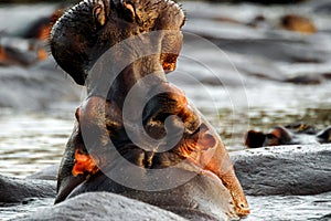 Back head Hippopotamus