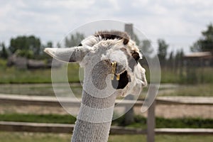 Back of the head view of a white and brown Alpaca