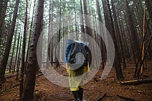 Back of a hiker man with a backpack on a hike walks on a forest trail in rainy weather through the mountains through a coniferous