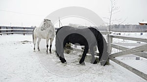 Back horse eats hay