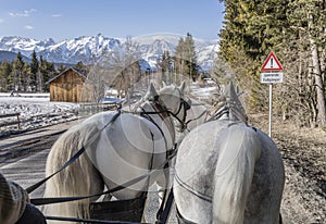 Back of horses hauling a picturesque chariot on a mountain road, Seefeld, Austria