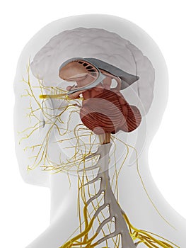 The back of the internal brain anatomy