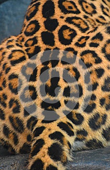 Back of a Jaguar is a feline in the Panthera genus only extant Panthera species