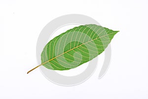 The back of Kratom leaf (Mitragyna speciosa), a plant of the madder family used as a habitforming drug photo