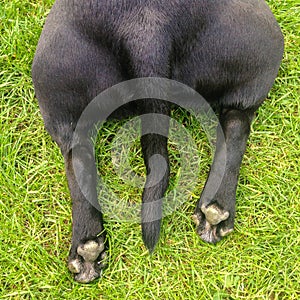 Back legs and tail of a dog lyinng on grass.