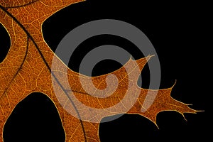 Back light oak leaf macro